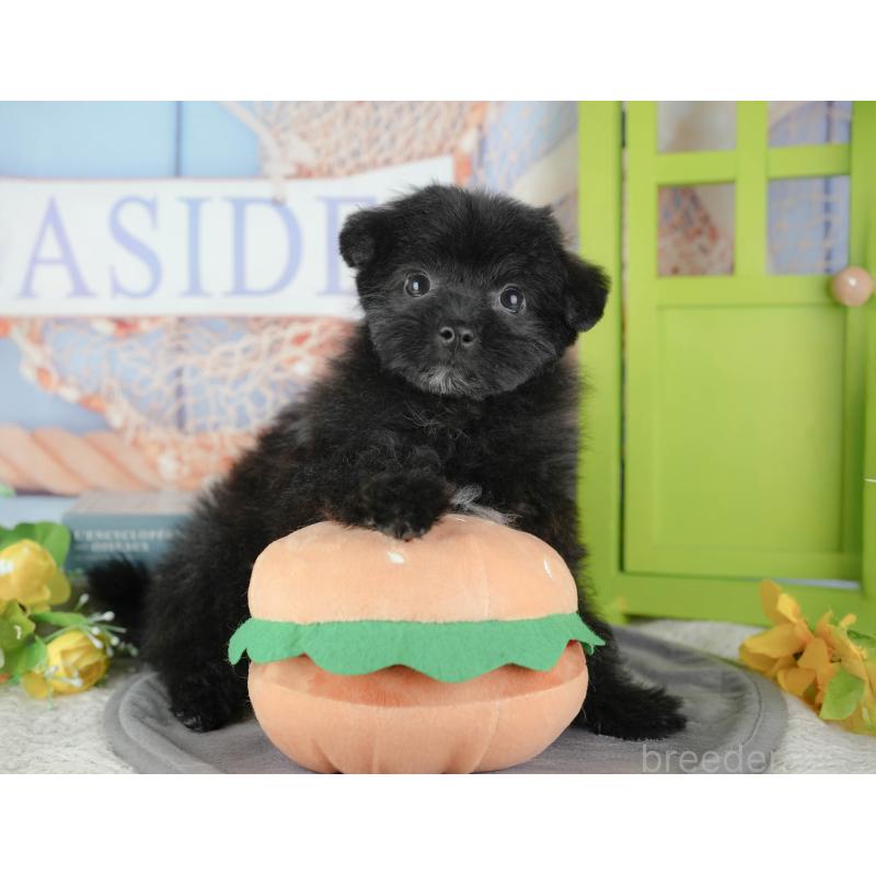 販売中の東京都のミックス犬-449249の9枚目