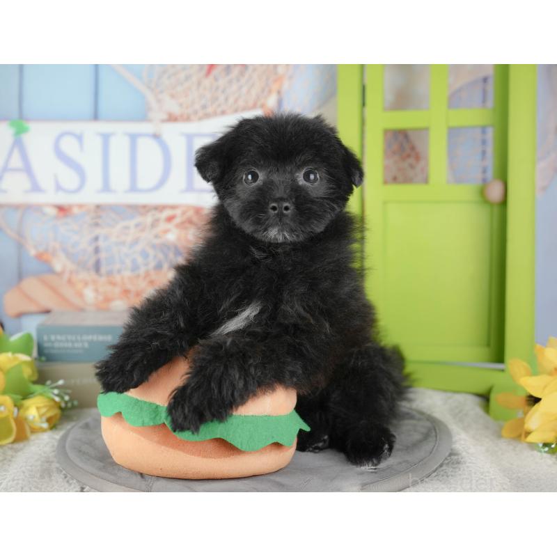 販売中の東京都のミックス犬-449249の8枚目