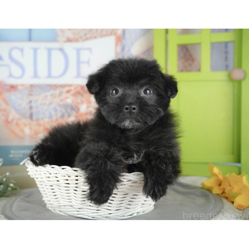 販売中の東京都のミックス犬-449249の7枚目