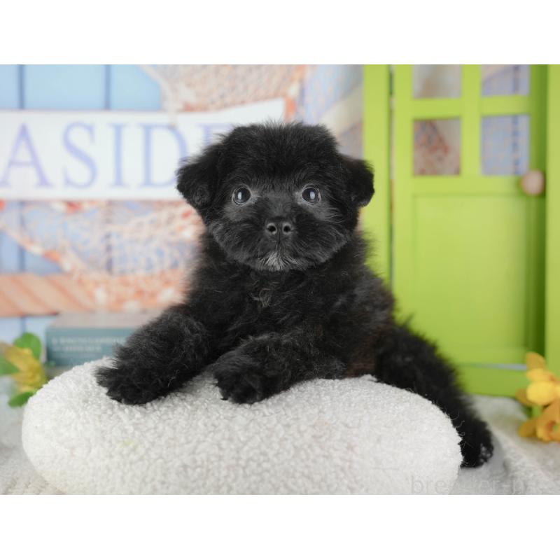 販売中の東京都のミックス犬-449249の6枚目