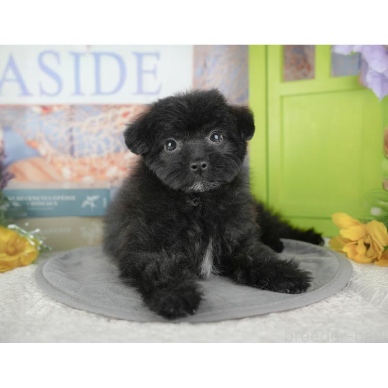 販売中の東京都のミックス犬-449249の5枚目