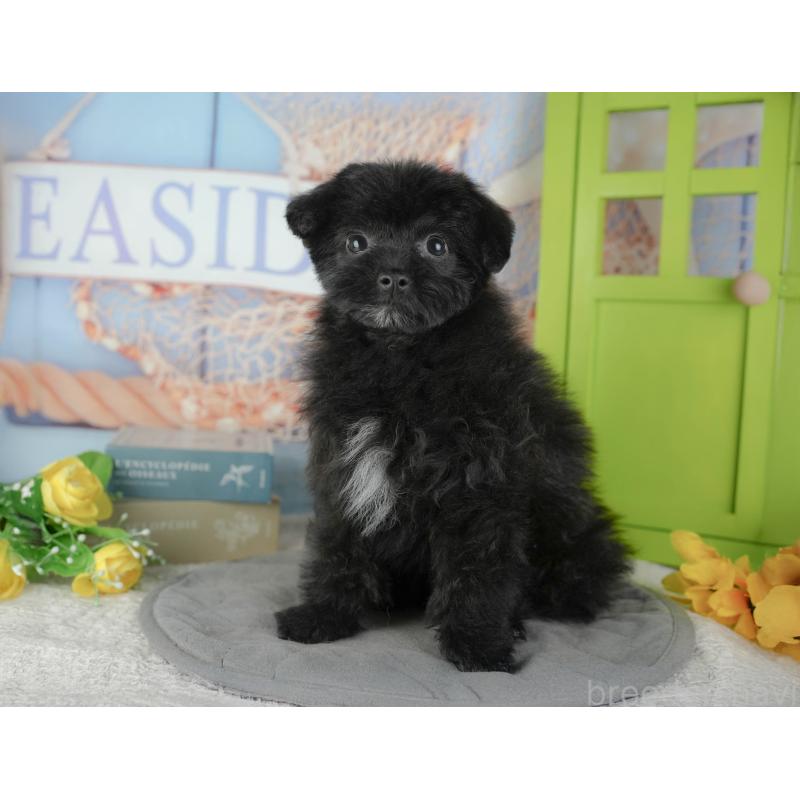 販売中の東京都のミックス犬-449249の4枚目