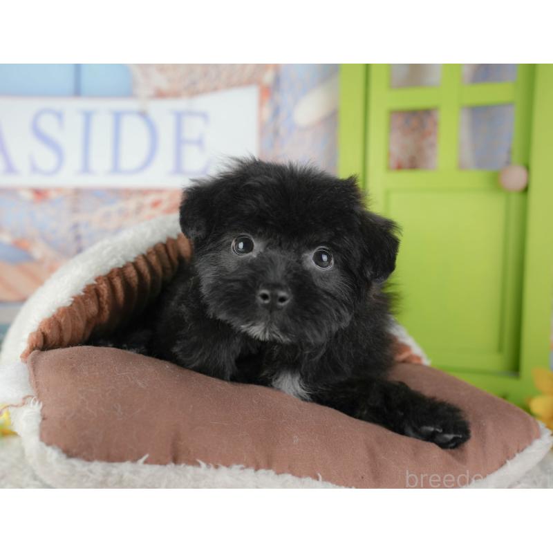 販売中の東京都のミックス犬-449249の3枚目