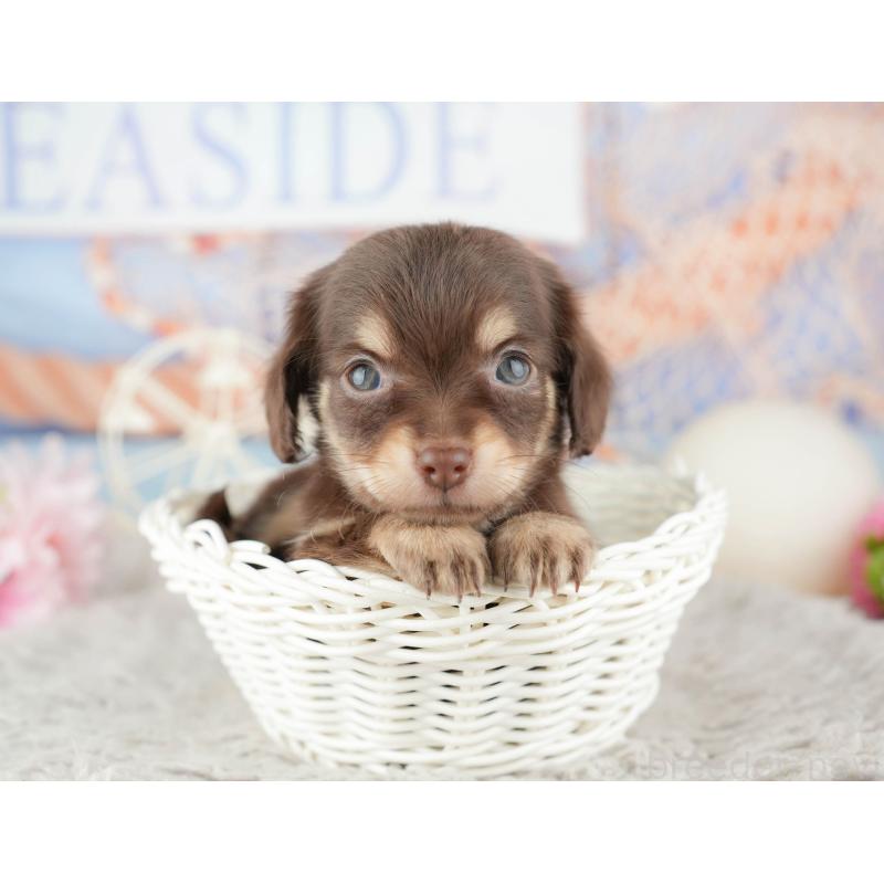 販売中の東京都のミックス犬-449247