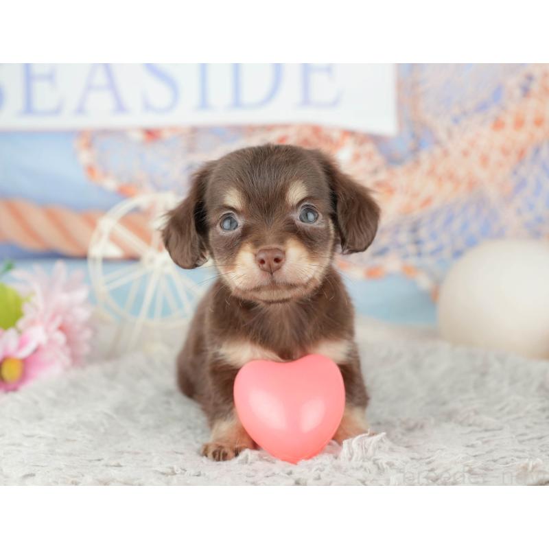 販売中の東京都のミックス犬-449247の10枚目