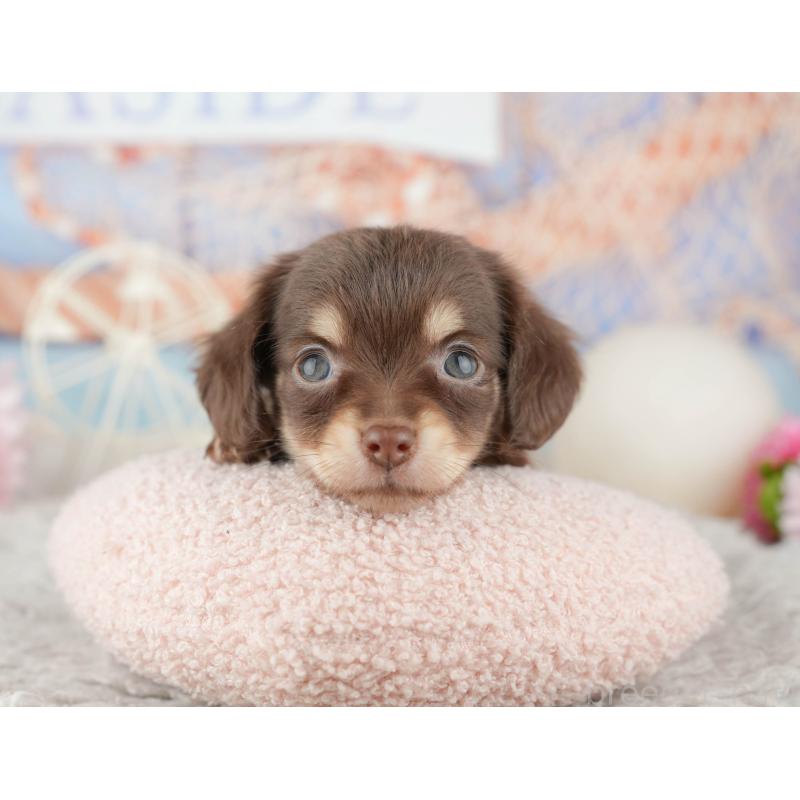 販売中の東京都のミックス犬-449247の9枚目