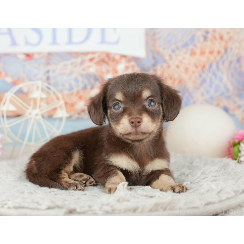 販売中の東京都のミックス犬-449247の8枚目