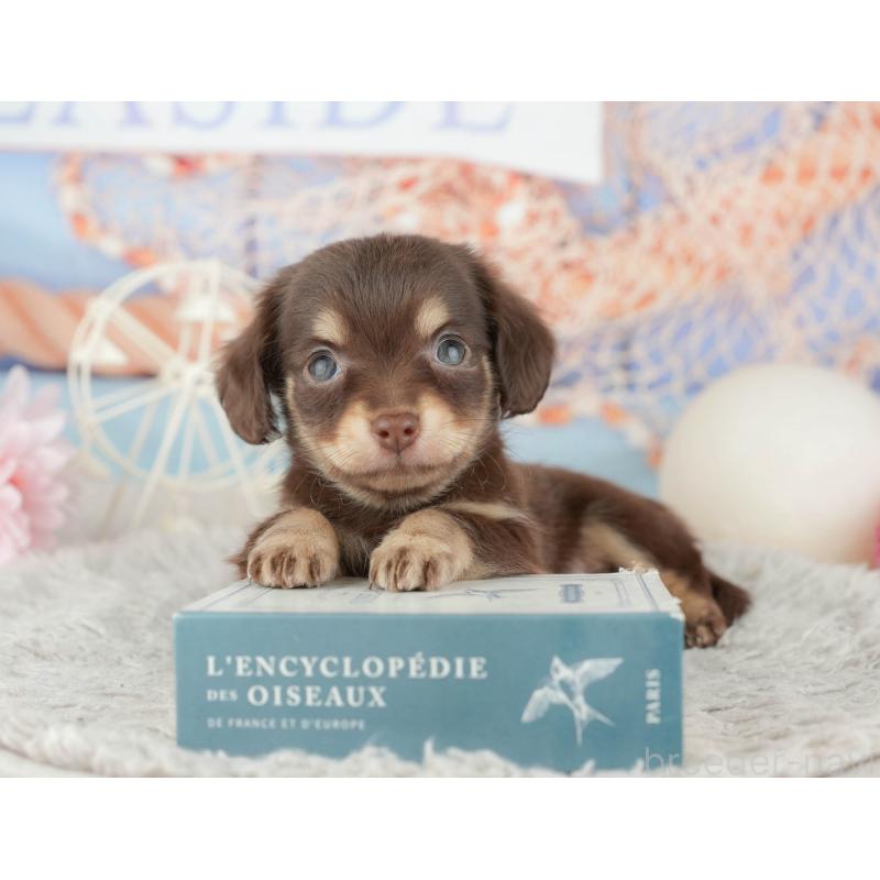 販売中の東京都のミックス犬-449247の7枚目