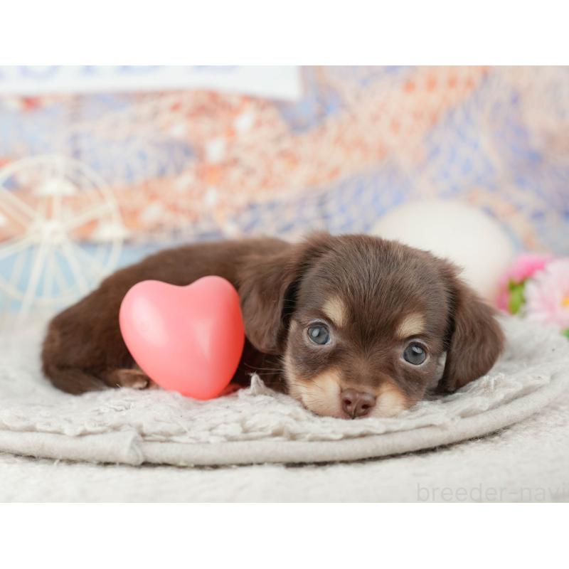 販売中の東京都のミックス犬-449247の6枚目