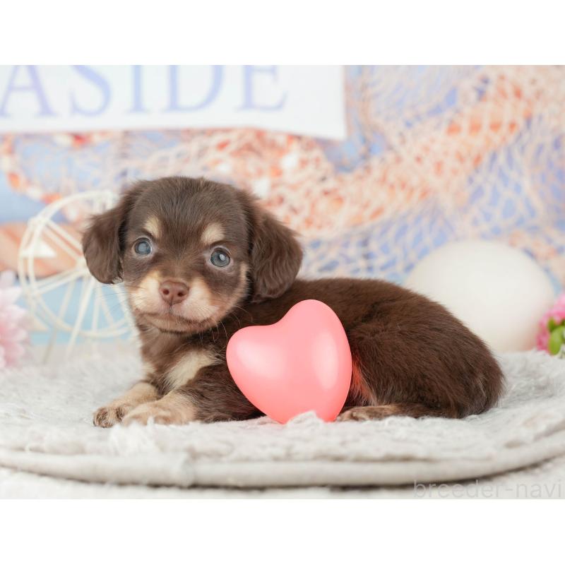 販売中の東京都のミックス犬-449247の5枚目