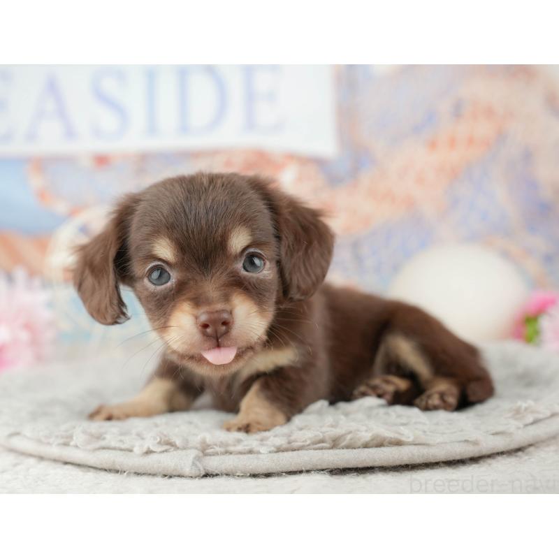 販売中の東京都のミックス犬-449247の4枚目