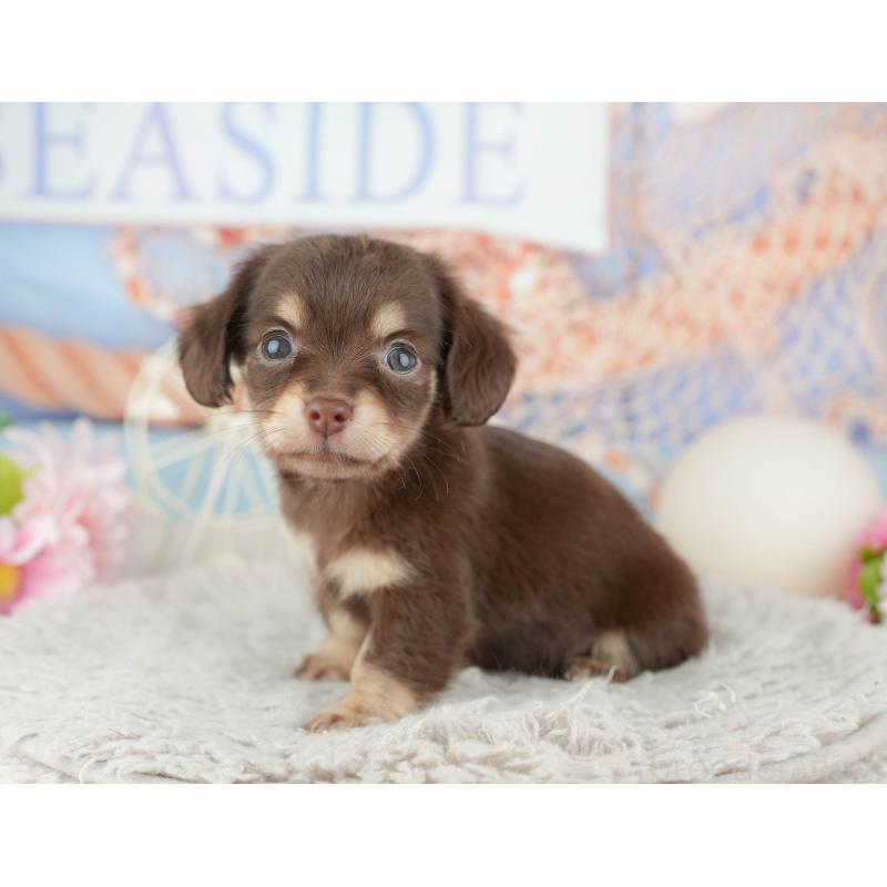 販売中の東京都のミックス犬-449247の2枚目