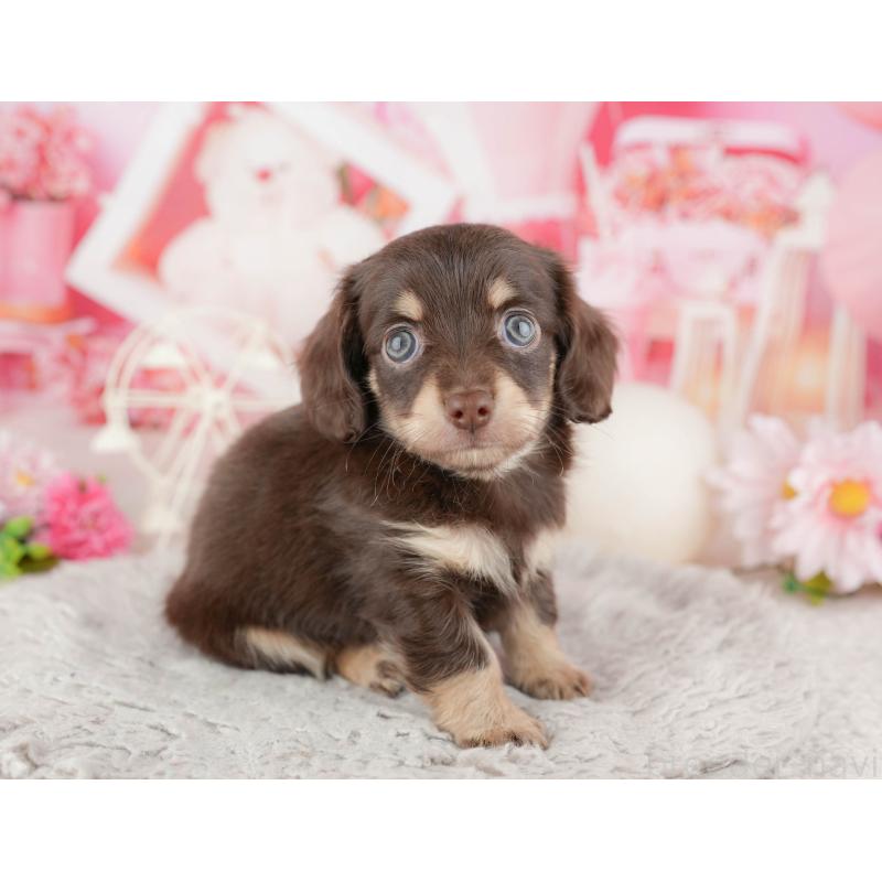 販売中の東京都のミックス犬-449243