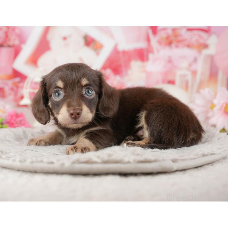 販売中の東京都のミックス犬-449243の11枚目