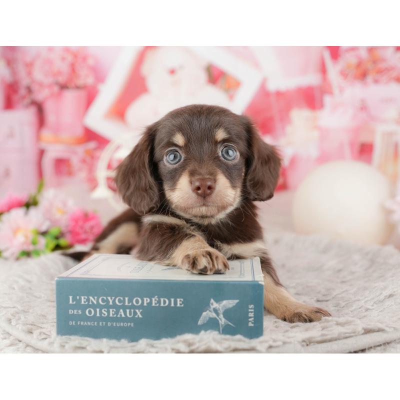 販売中の東京都のミックス犬-449243の10枚目