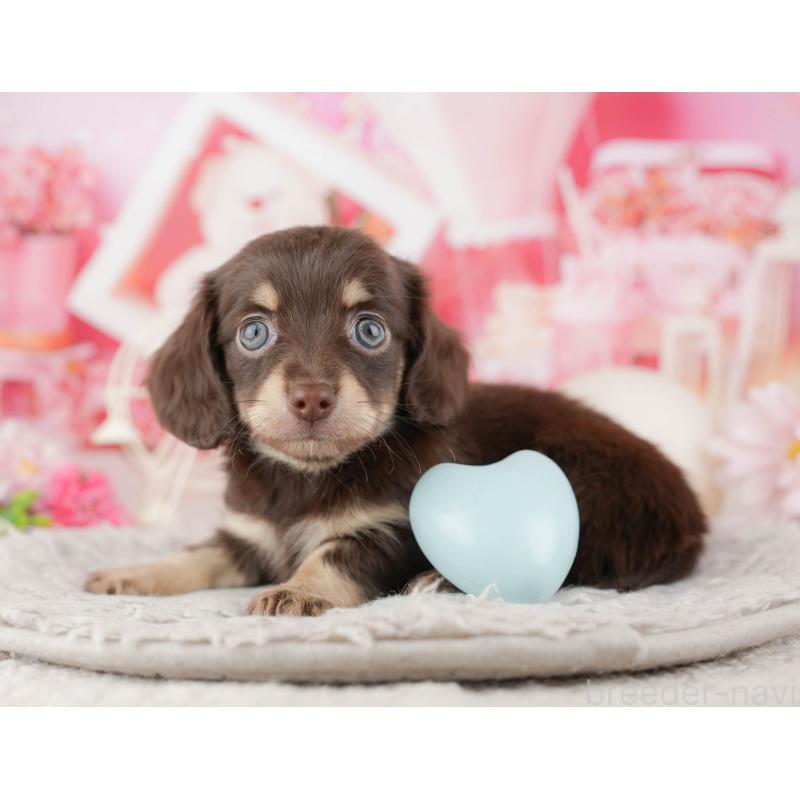 販売中の東京都のミックス犬-449243の9枚目