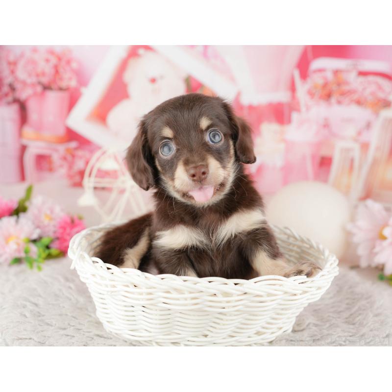 販売中の東京都のミックス犬-449243の8枚目