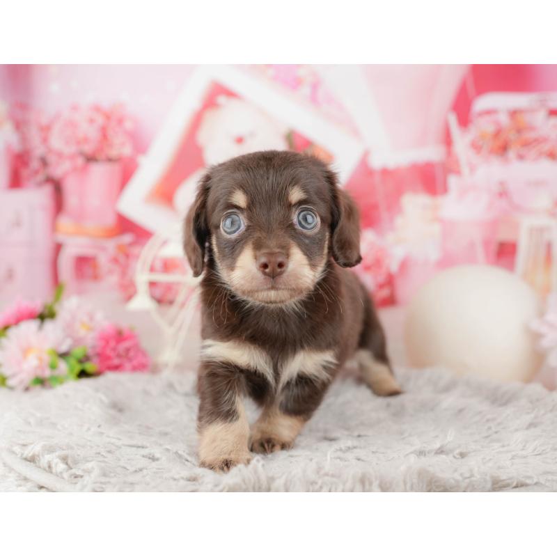 販売中の東京都のミックス犬-449243の6枚目