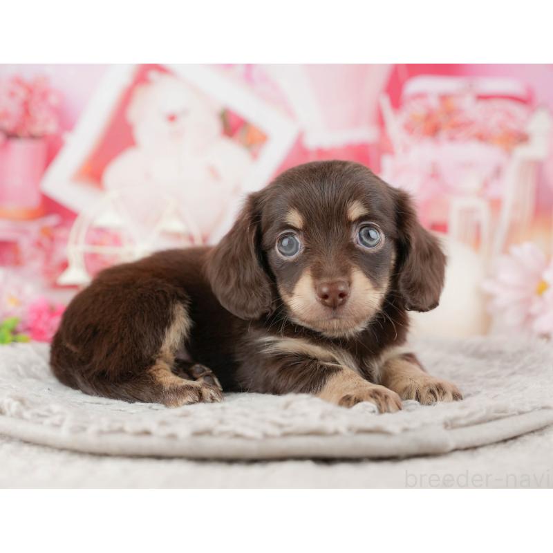 販売中の東京都のミックス犬-449243の5枚目