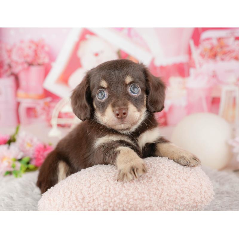 販売中の東京都のミックス犬-449243の4枚目