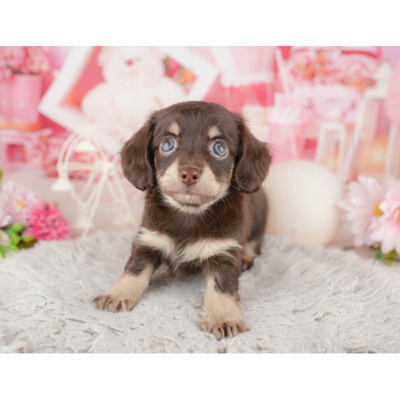 販売中の東京都のミックス犬-449243の3枚目