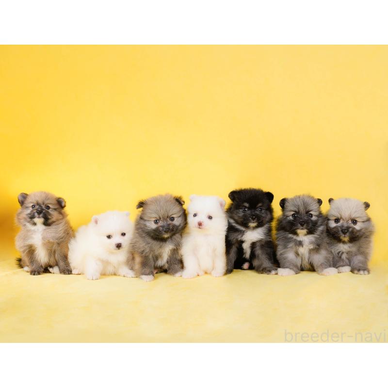 販売中の東京都のミックス犬-449243の2枚目