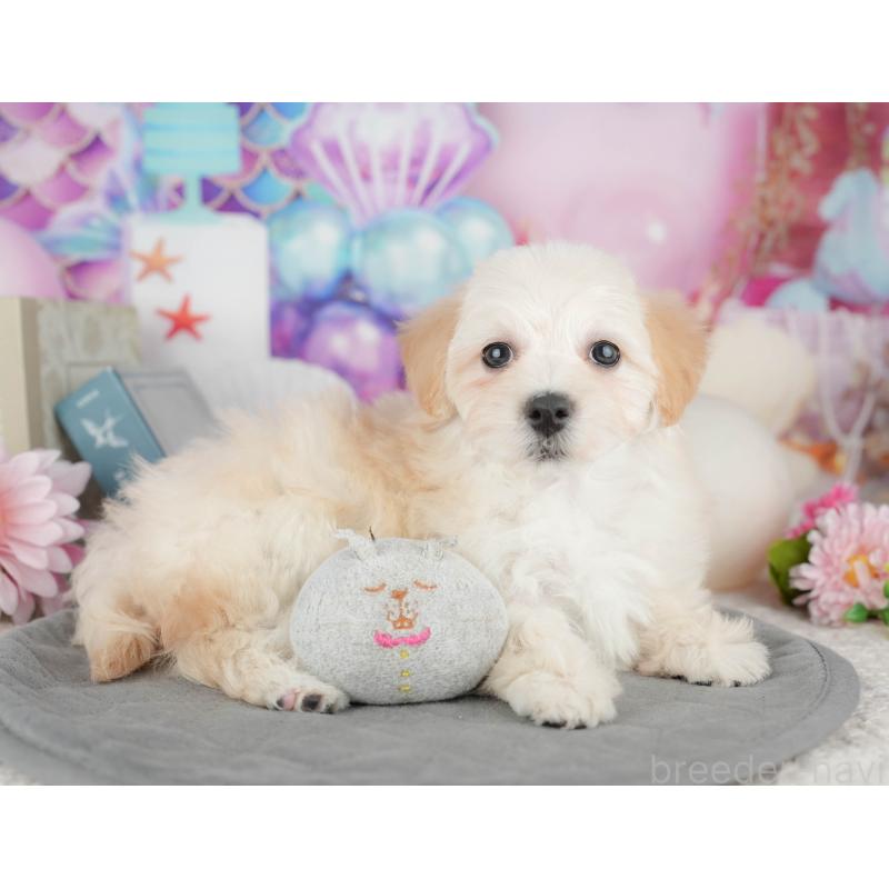 販売中の東京都のミックス犬-449238の9枚目