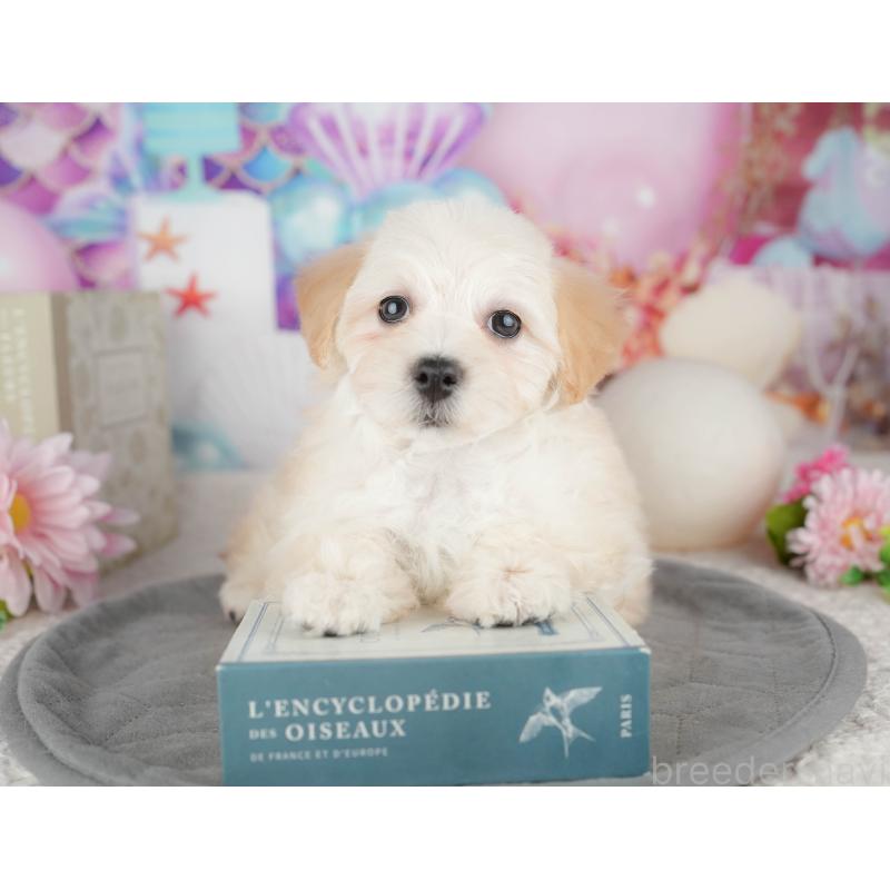 販売中の東京都のミックス犬-449238の8枚目