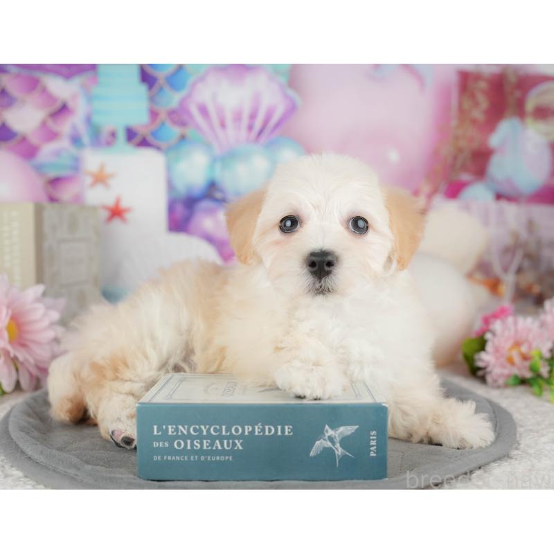 販売中の東京都のミックス犬-449238の7枚目