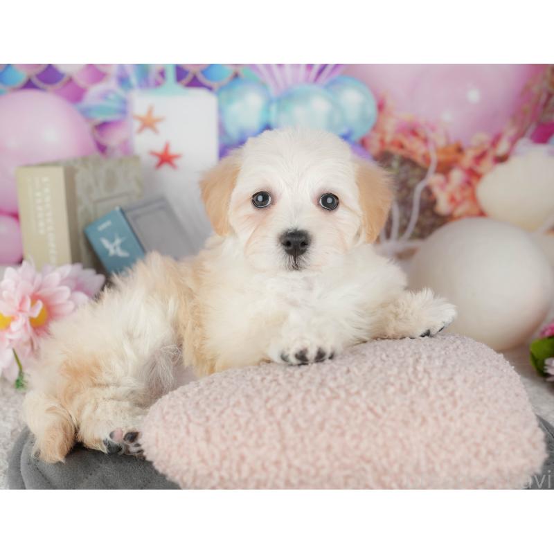 販売中の東京都のミックス犬-449238の5枚目