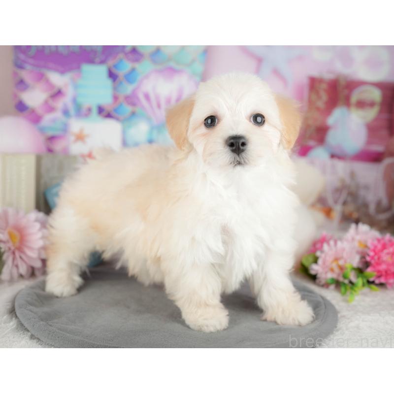 販売中の東京都のミックス犬-449238の4枚目