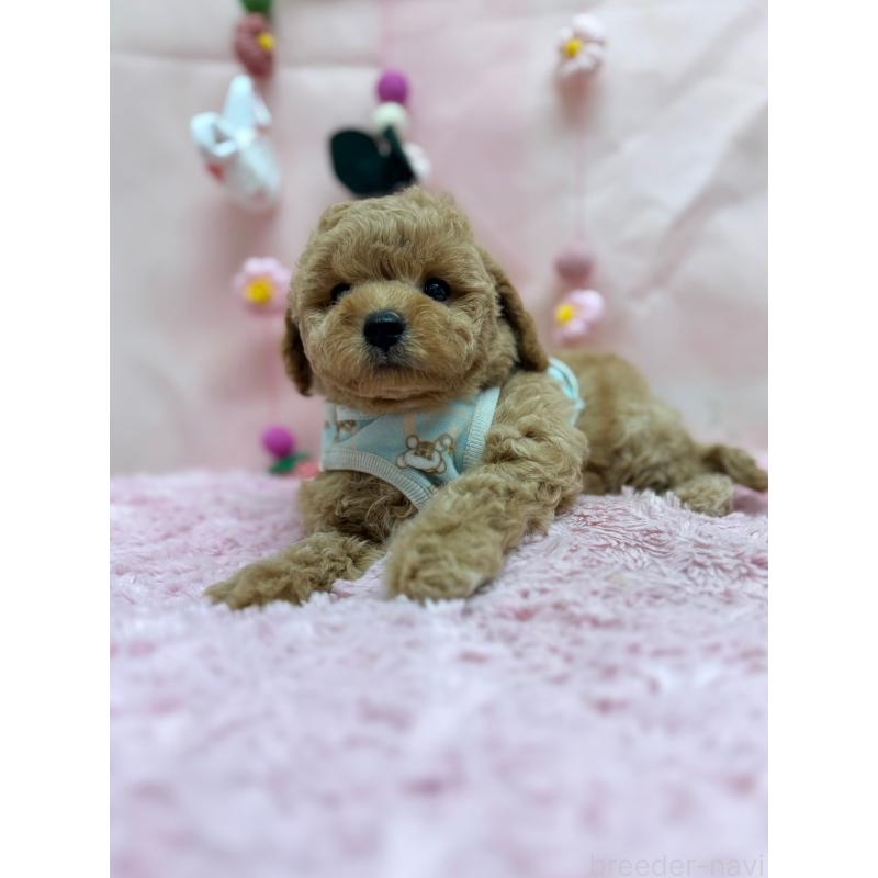 販売中の山形県のトイプードル-449197の2枚目