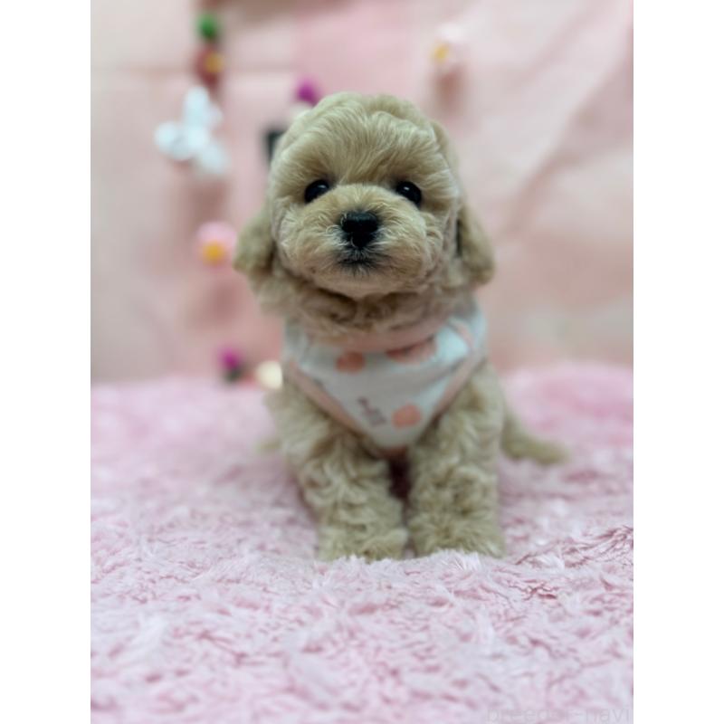 販売中の山形県のトイプードル-449198の3枚目