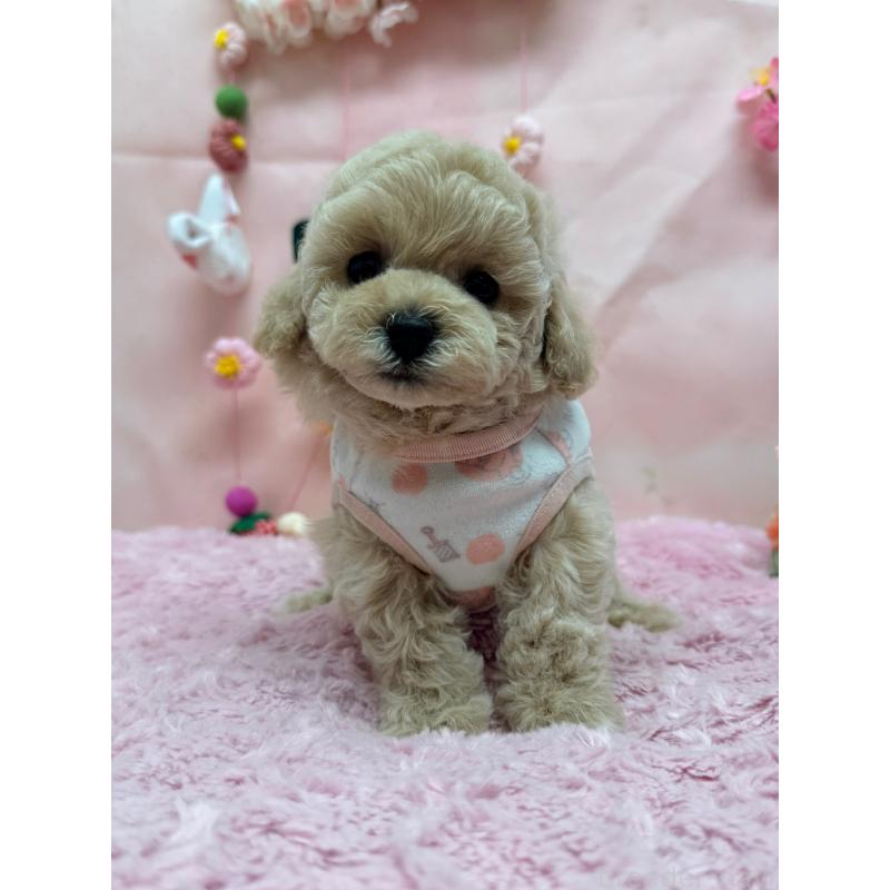 販売中の山形県のトイプードル-449198の2枚目