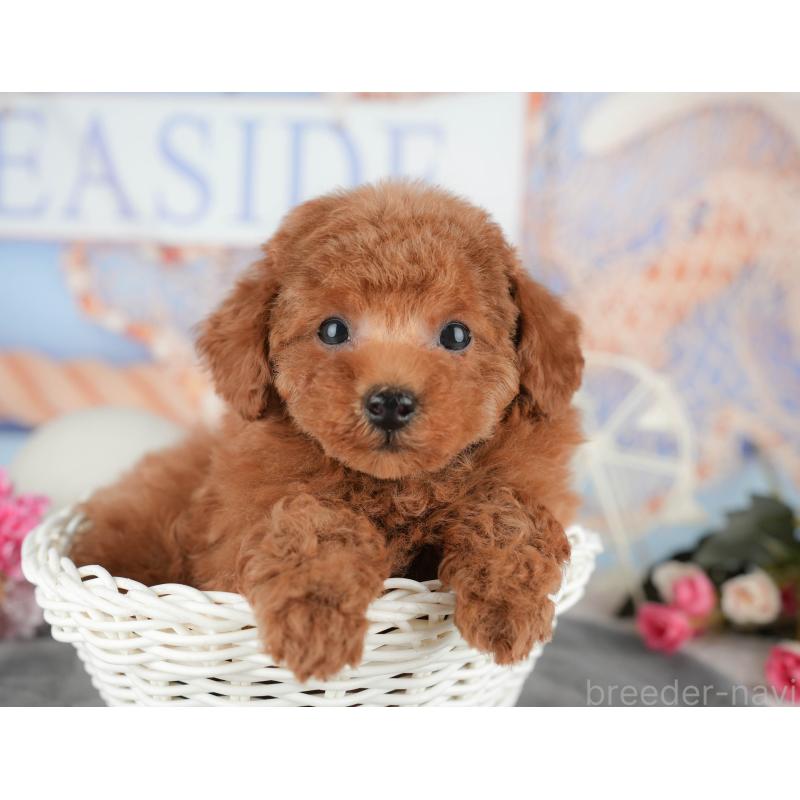 販売中の東京都のタイニープードル-449229