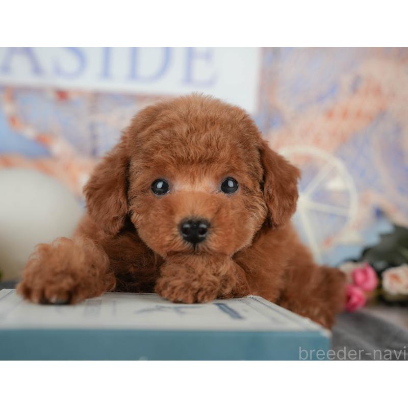 販売中の東京都のタイニープードル-449229の10枚目