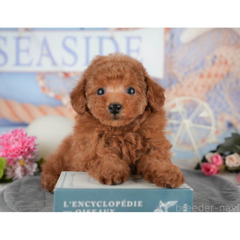 販売中の東京都のタイニープードル-449229の8枚目