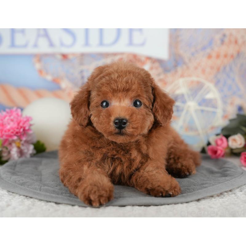 販売中の東京都のタイニープードル-449229の5枚目