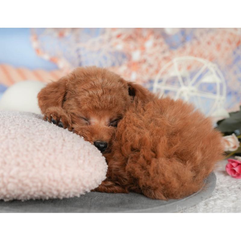 販売中の東京都のタイニープードル-449229の3枚目