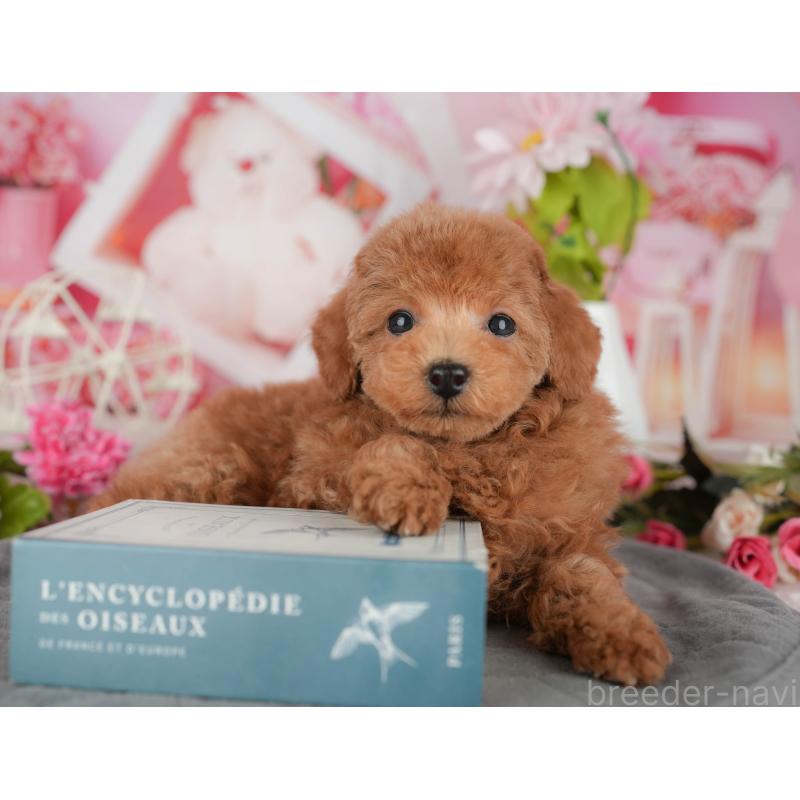 販売中の東京都のタイニープードル-449228の11枚目