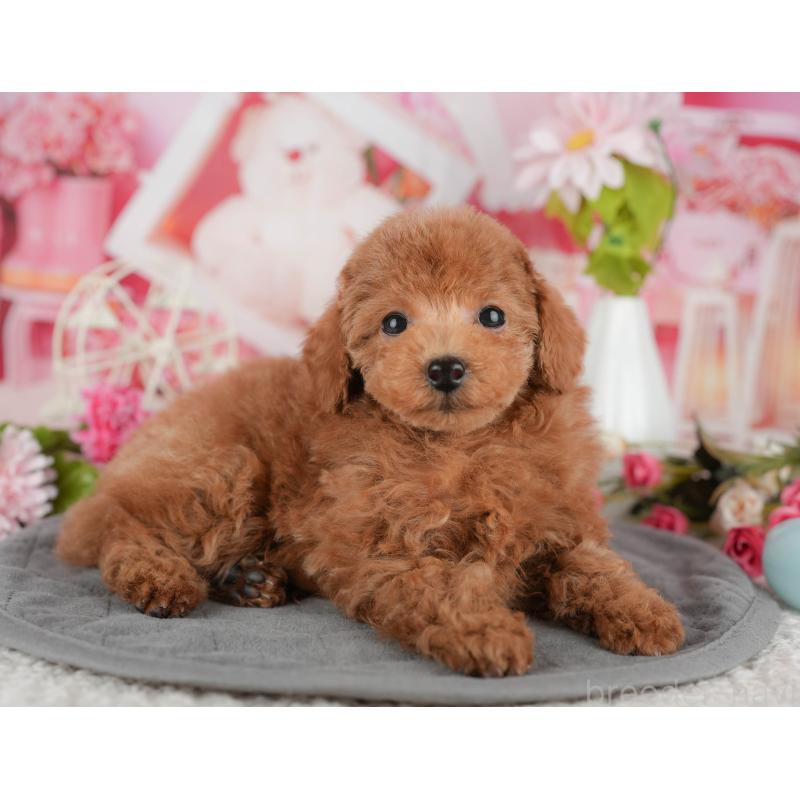 販売中の東京都のタイニープードル-449228の5枚目