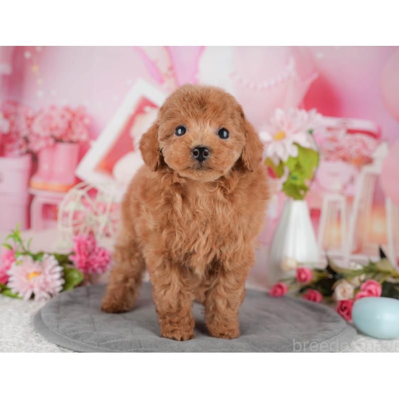 販売中の東京都のタイニープードル-449228の3枚目