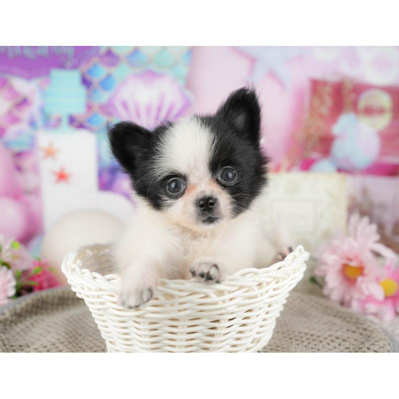 販売中の東京都のミックス犬-449227の1枚目