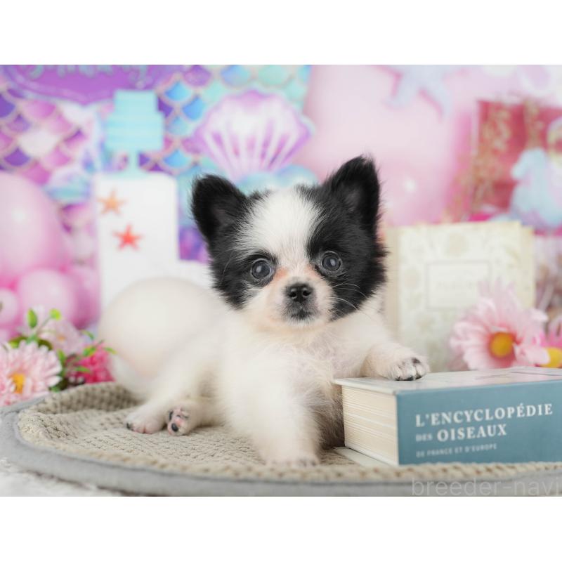 販売中の東京都のミックス犬-449227の11枚目