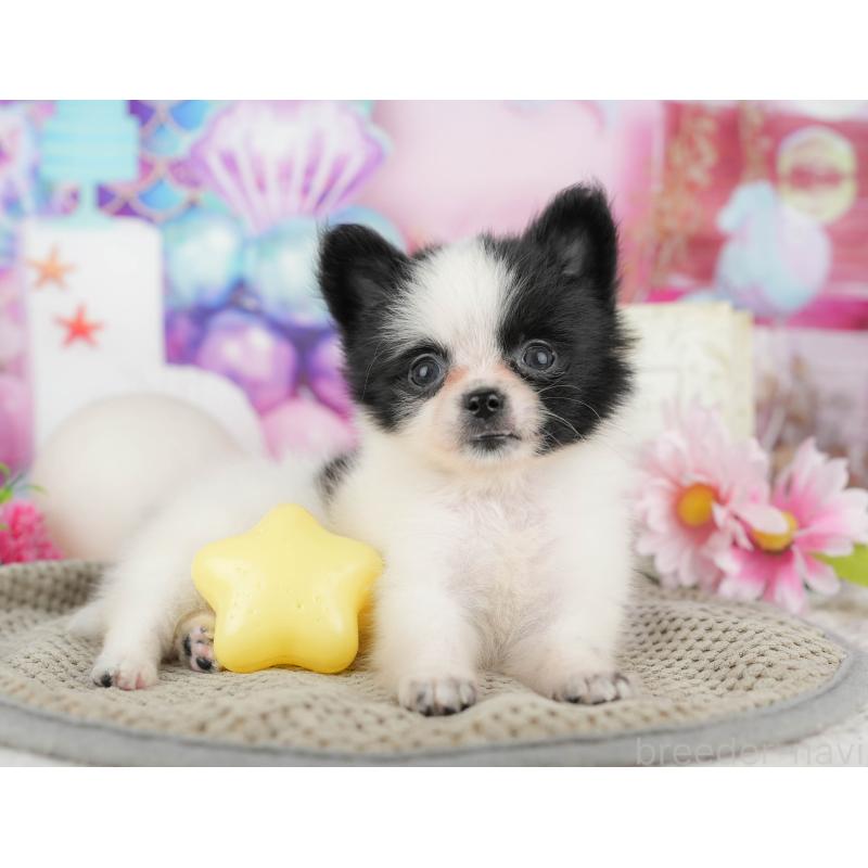 販売中の東京都のミックス犬-449227の10枚目