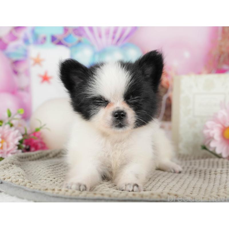 販売中の東京都のミックス犬-449227の9枚目