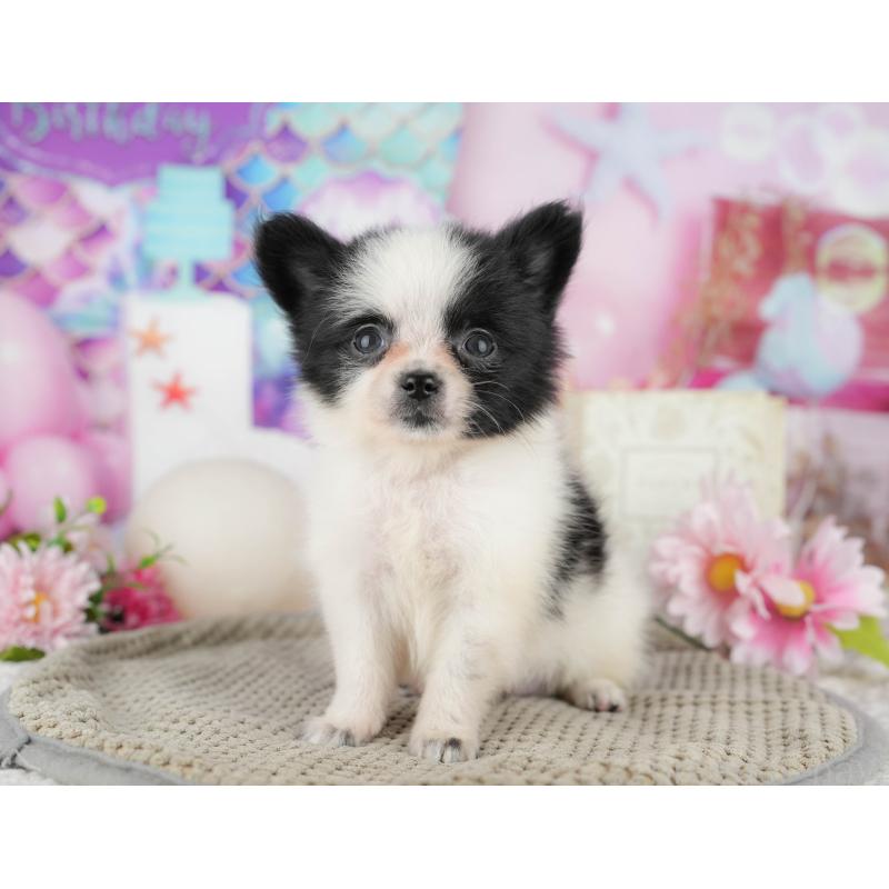 販売中の東京都のミックス犬-449227の8枚目