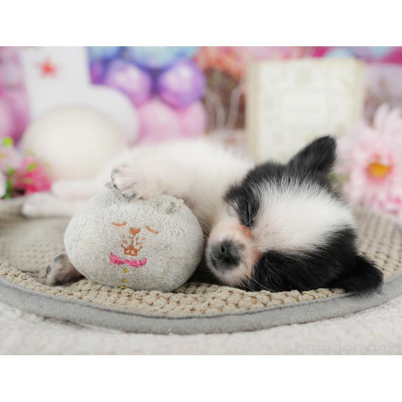 販売中の東京都のミックス犬-449227の7枚目