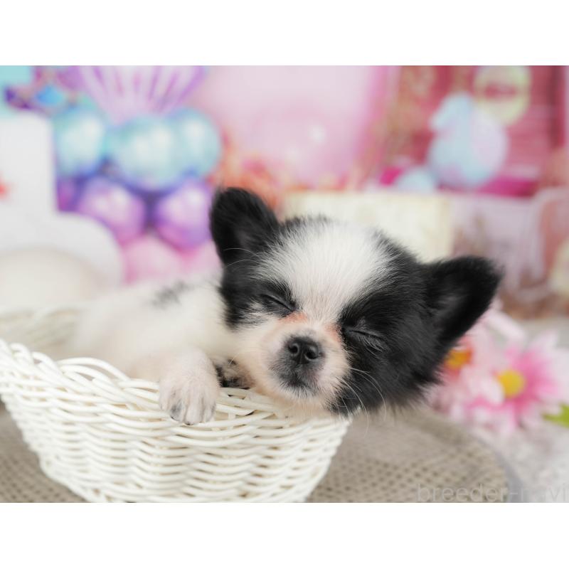 販売中の東京都のミックス犬-449227の5枚目