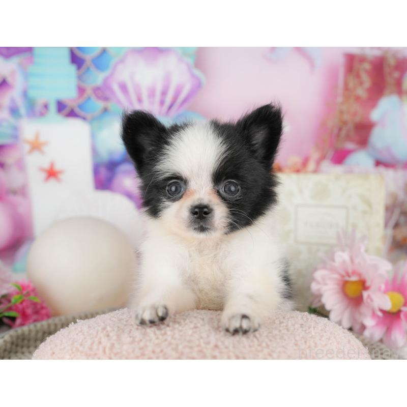 販売中の東京都のミックス犬-449227の4枚目